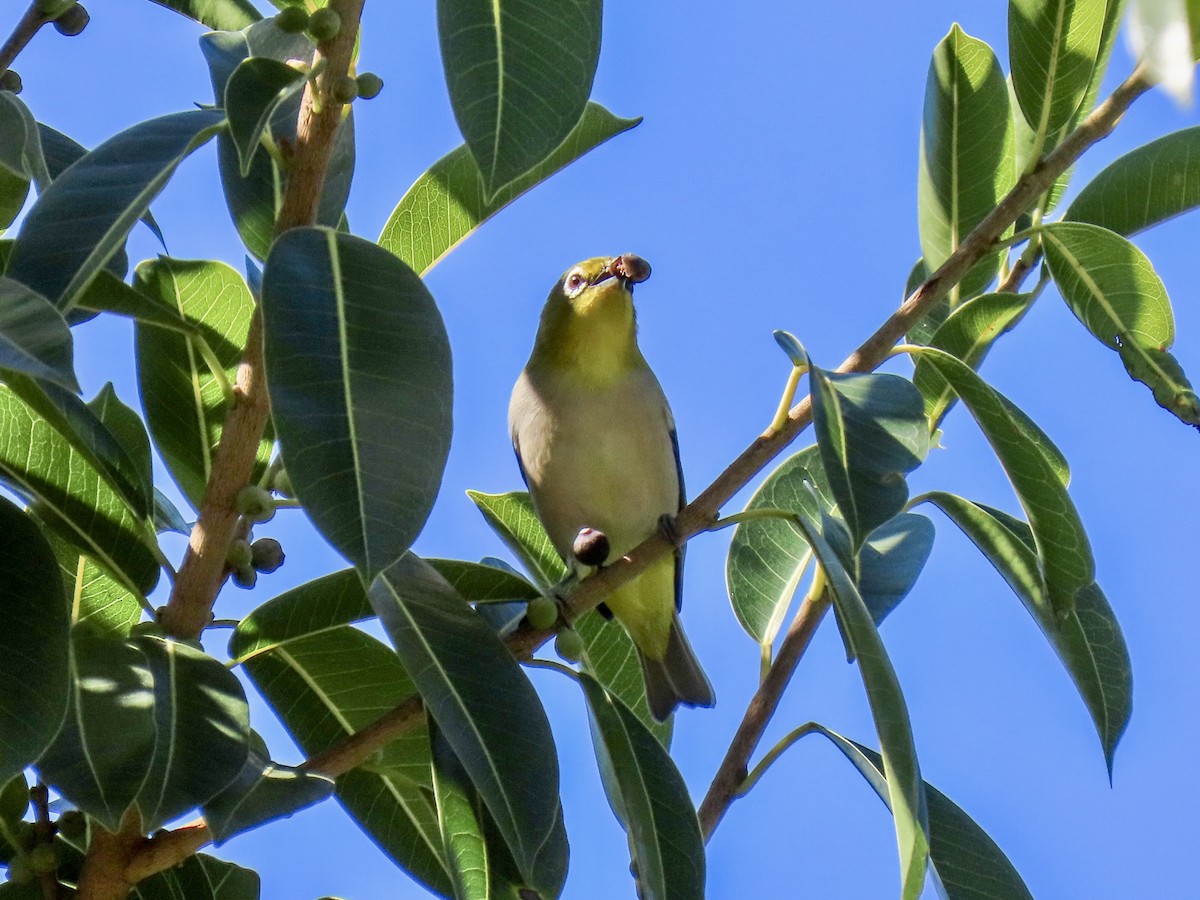 Swinhoe's White-eye - ML642830031
