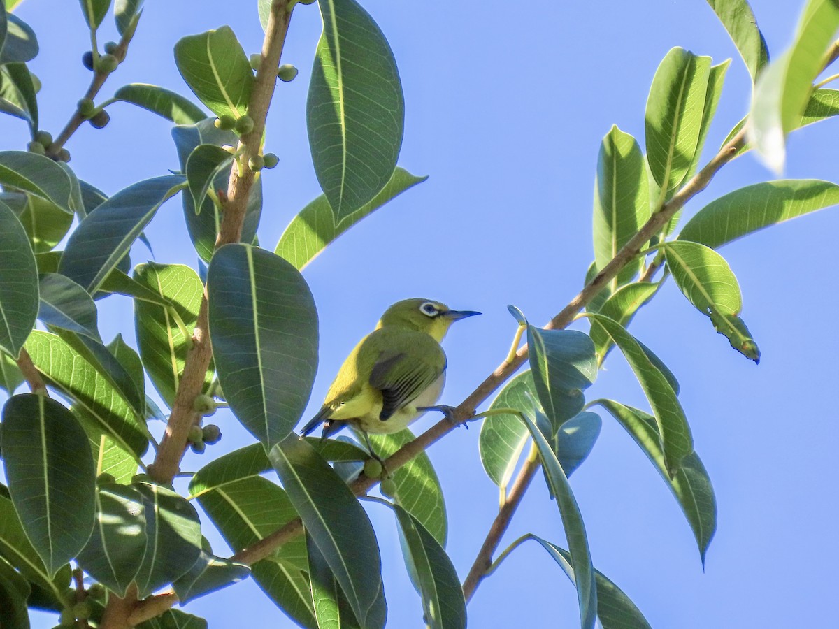 Swinhoe's White-eye - ML642830032
