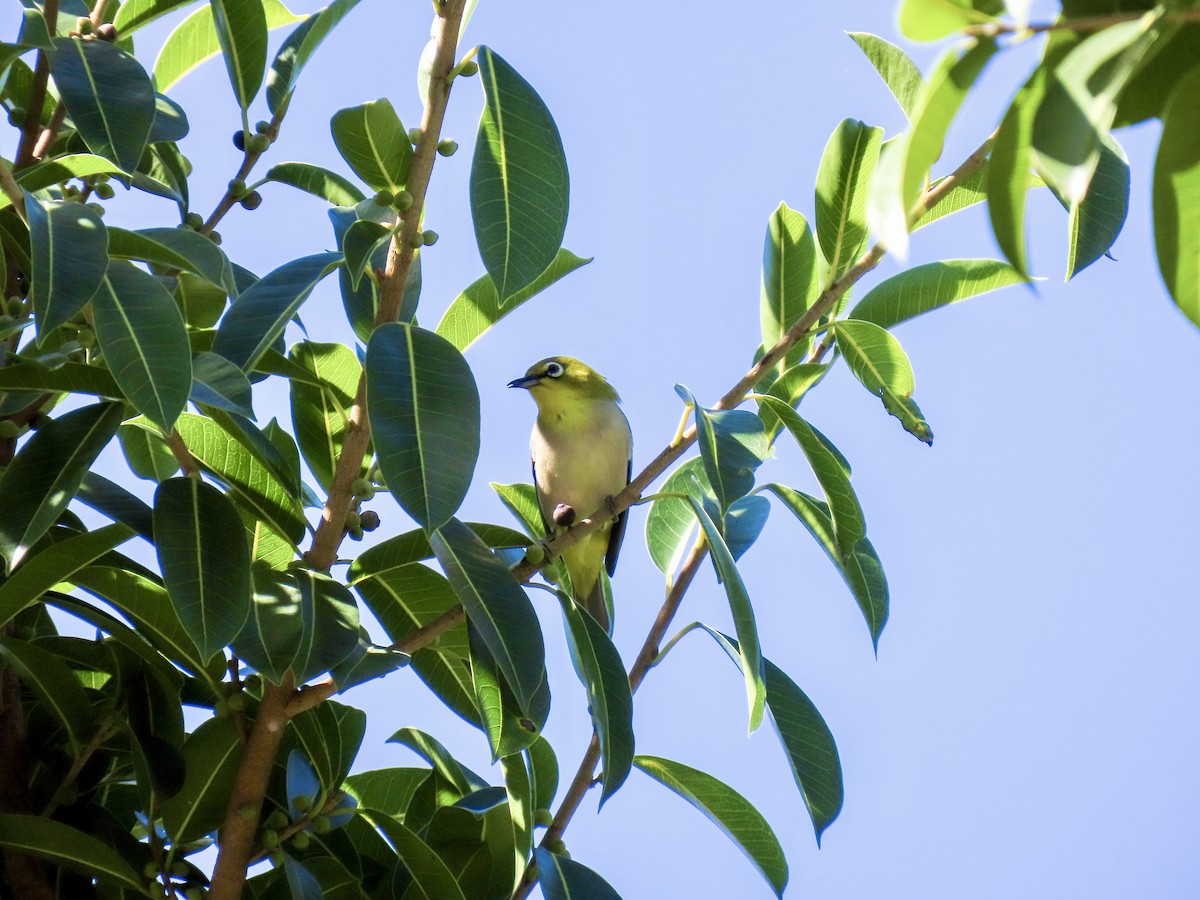 Swinhoe's White-eye - ML642830033