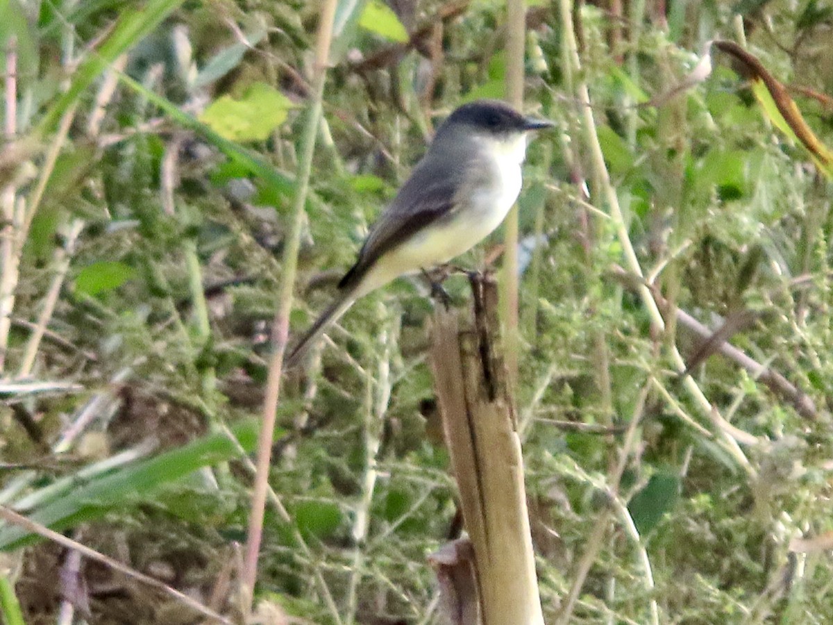 Eastern Phoebe - ML642830035