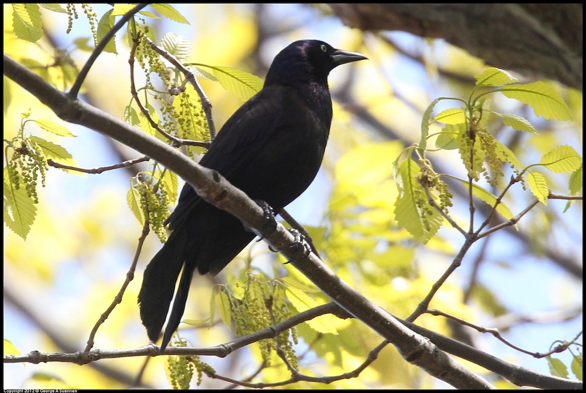 Common Grackle - ML642830036