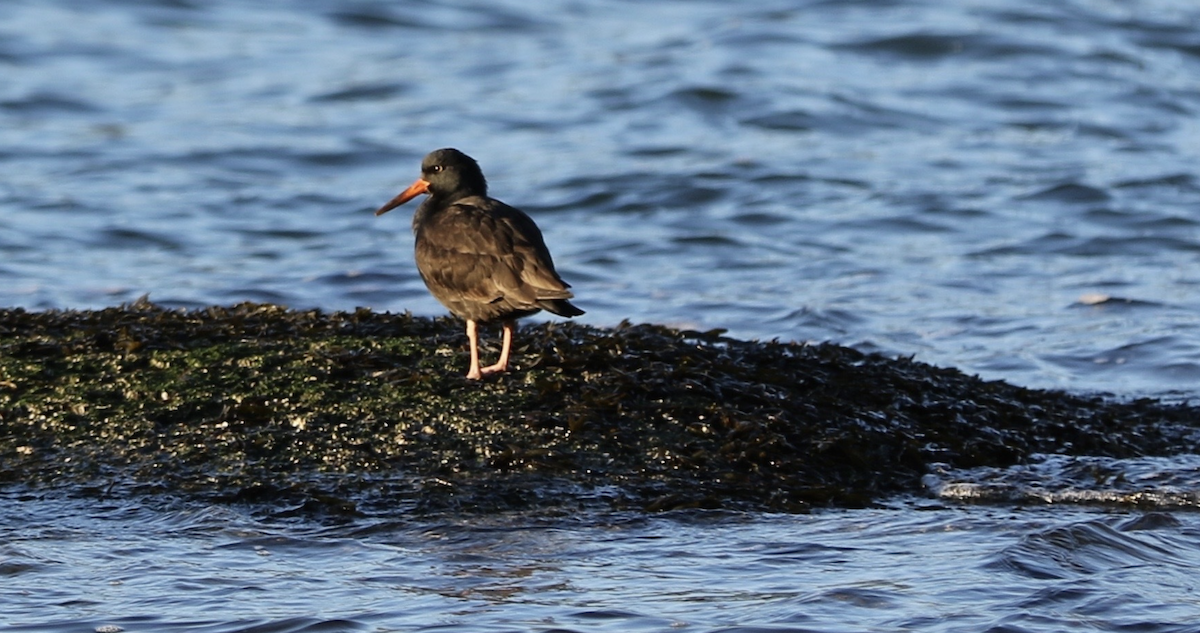 Black Oystercatcher - ML642830043