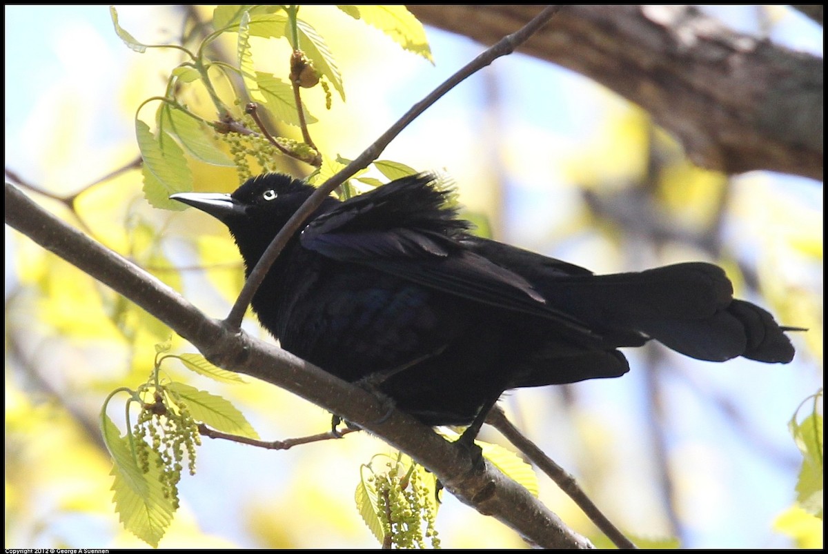 Common Grackle - ML642830050