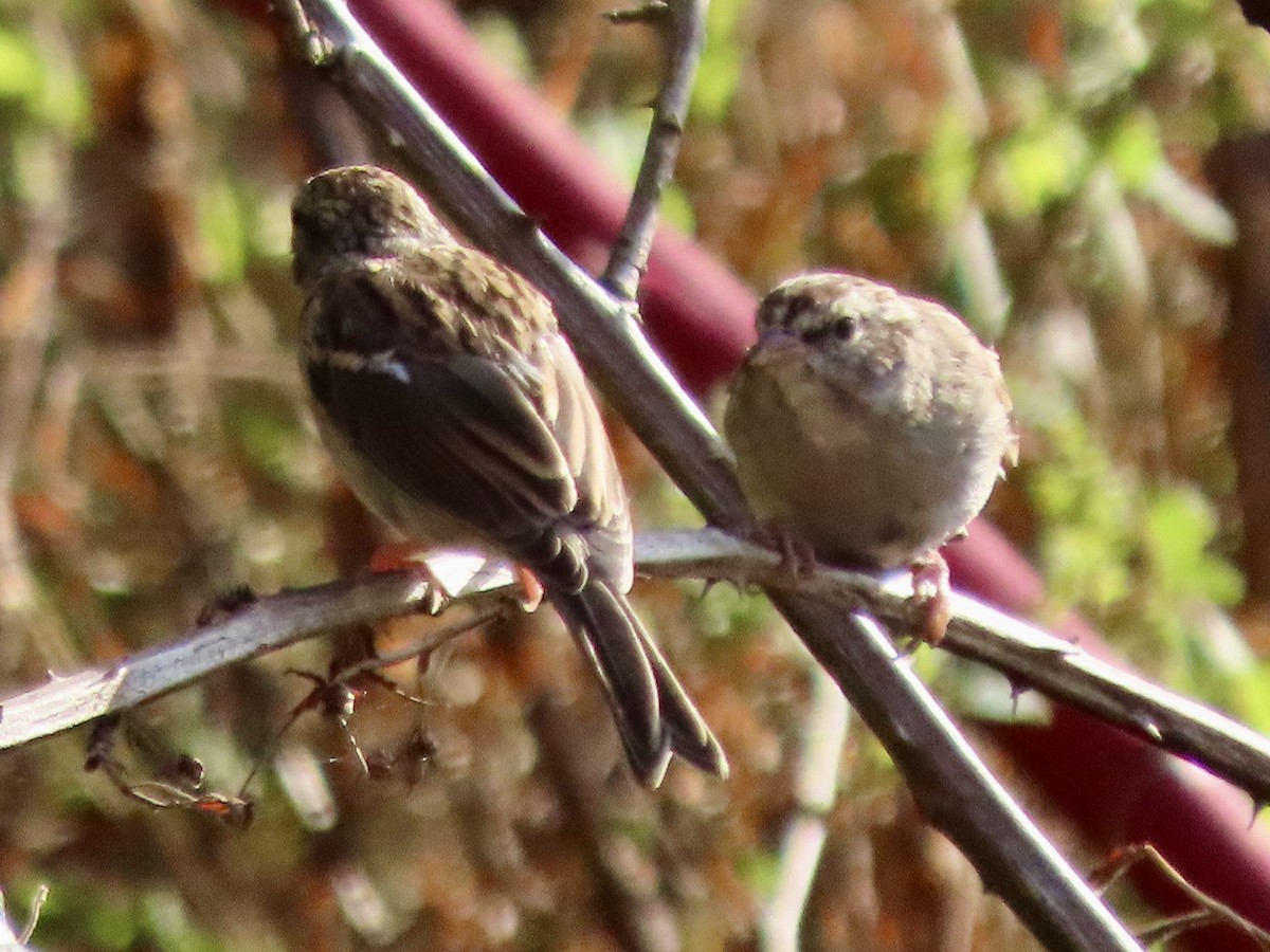 Chipping Sparrow - ML642830056