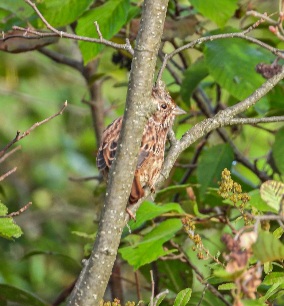 Song Sparrow - ML642830061