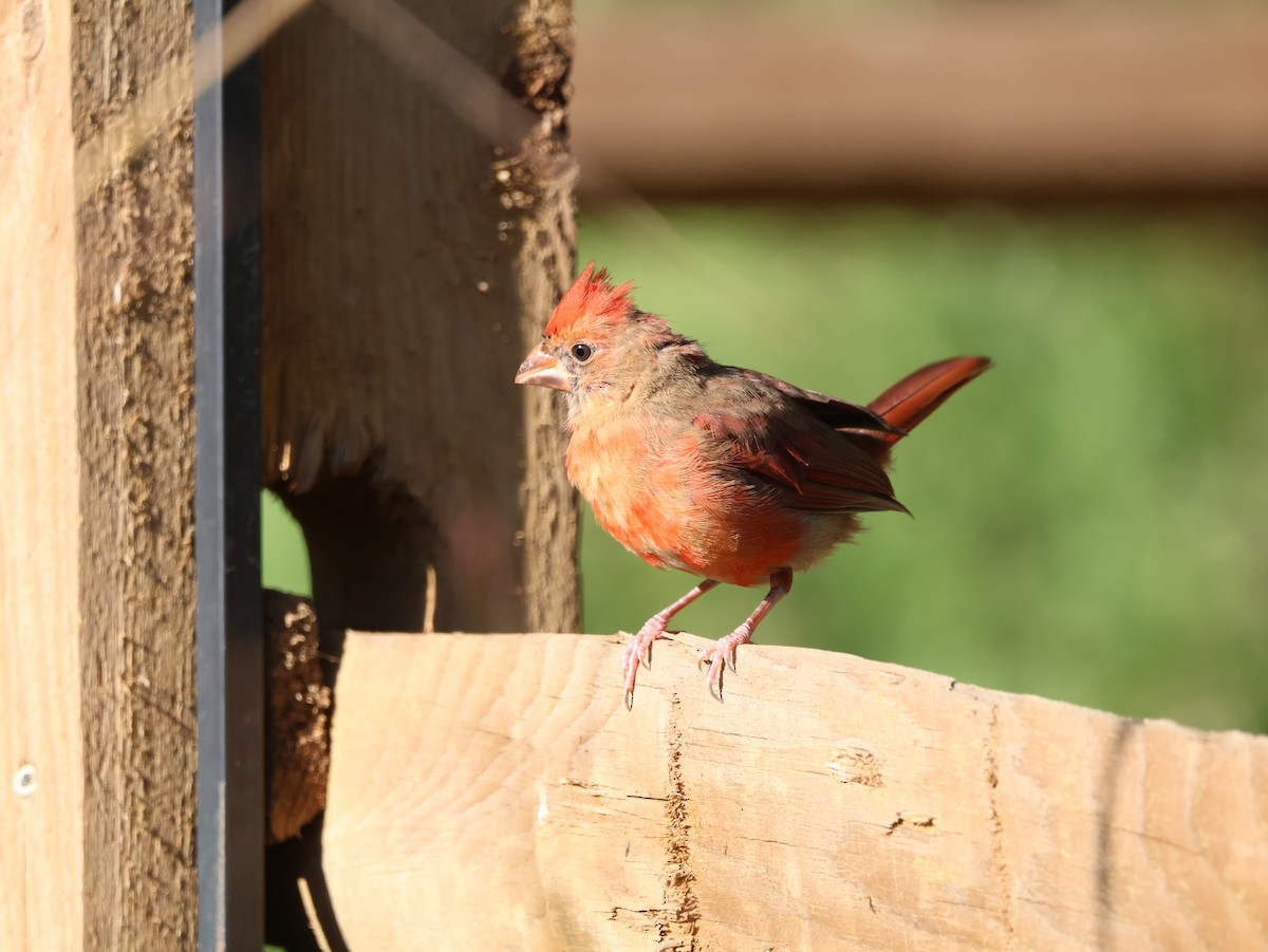 Northern Cardinal - ML642830063