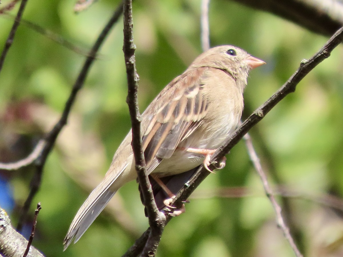 Field Sparrow - ML642830067