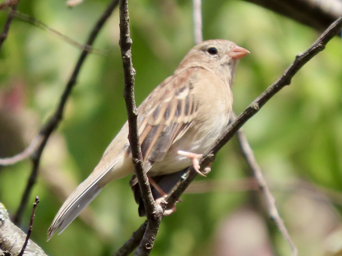 Field Sparrow - ML642830068