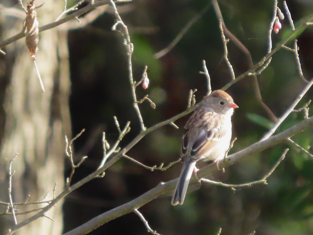 Field Sparrow - ML642830069