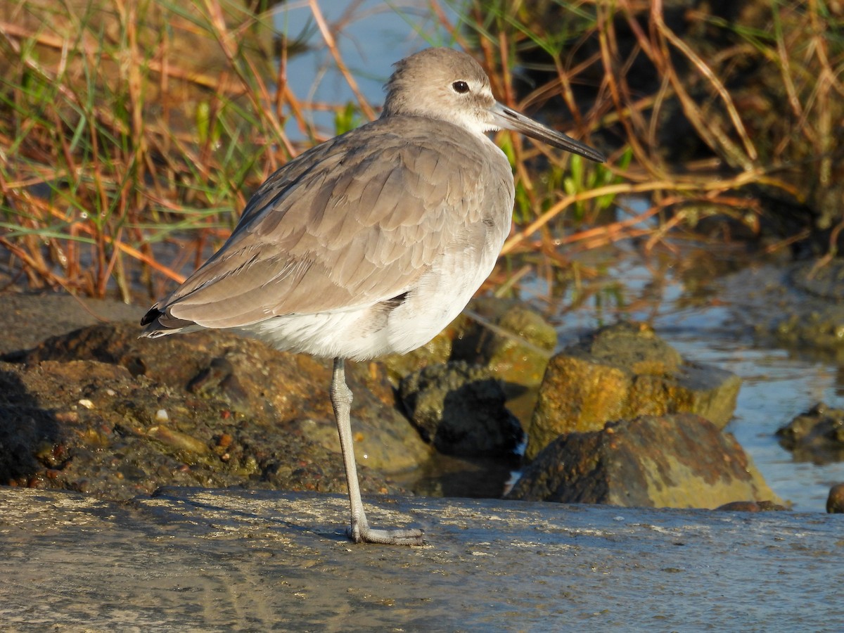Willet - ML642830071