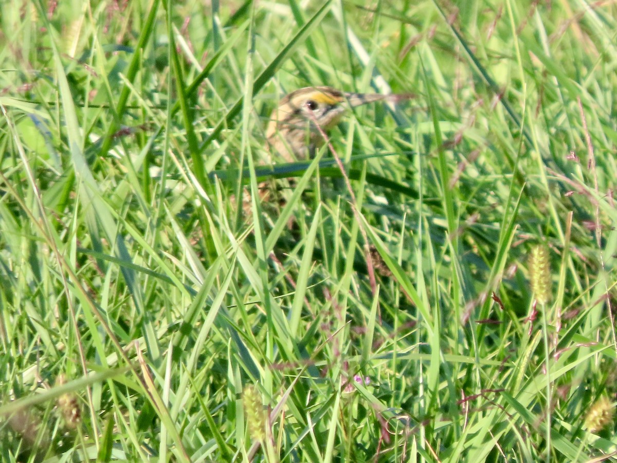 Eastern Meadowlark - ML642830075