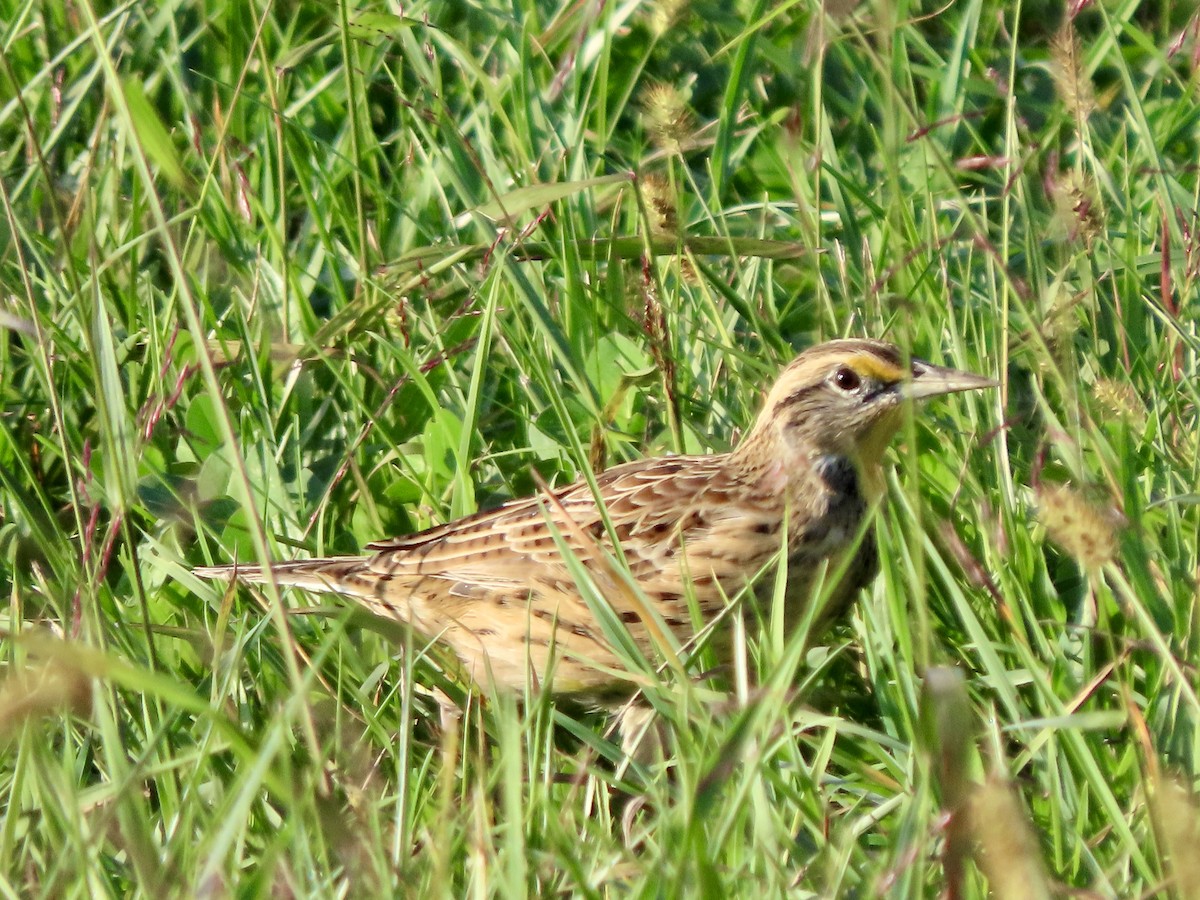 Eastern Meadowlark - ML642830076