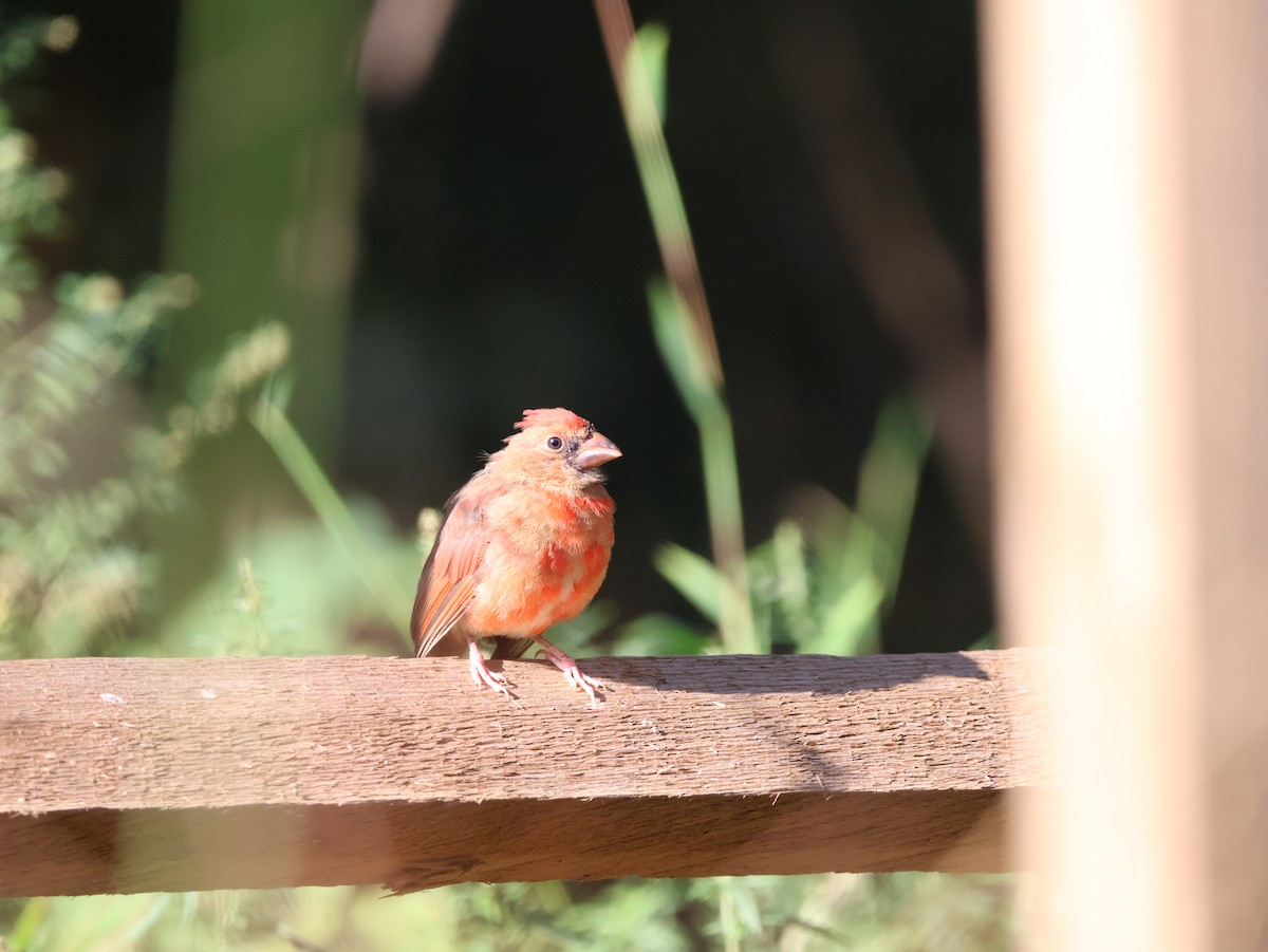 Northern Cardinal - ML642830091