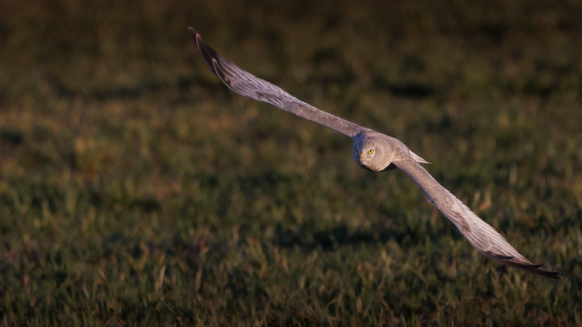 Northern Harrier - ML642830094