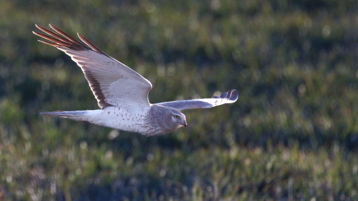 Northern Harrier - ML642830095