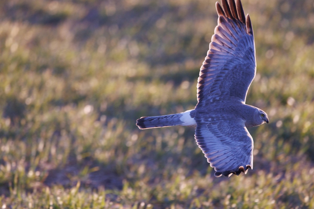 Northern Harrier - ML642830096