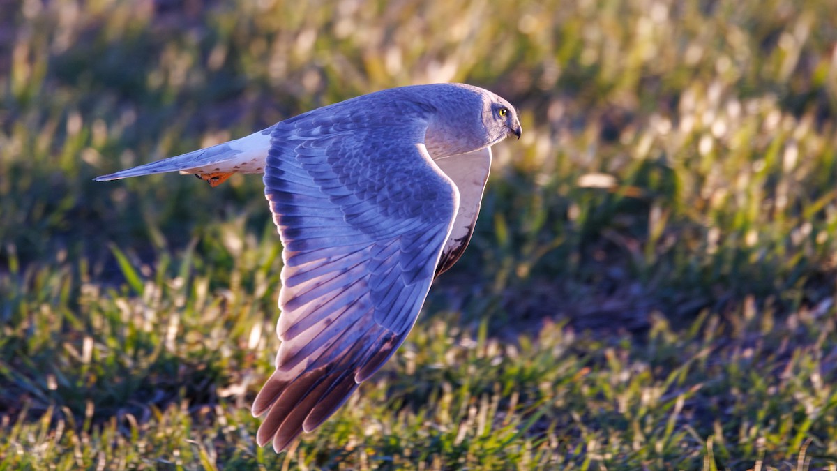 Northern Harrier - ML642830097