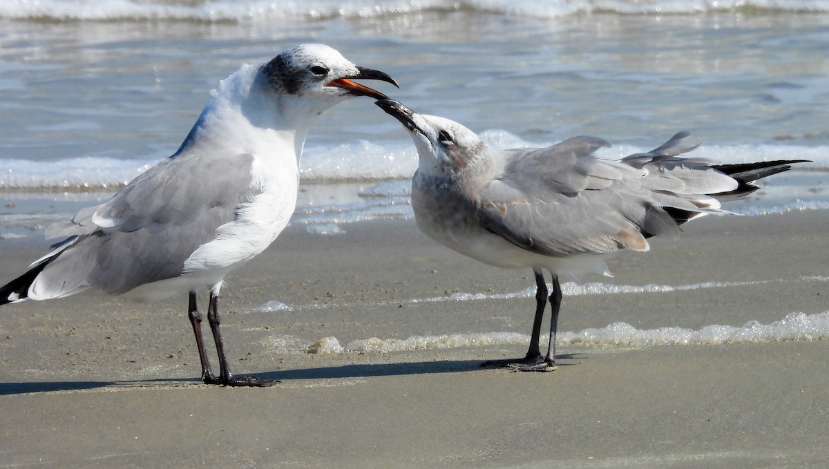 Laughing Gull - ML642830098