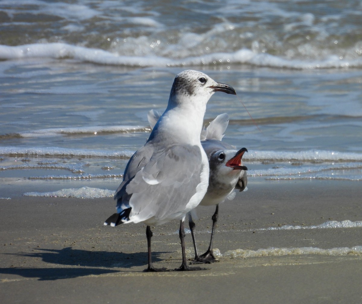 Laughing Gull - ML642830099