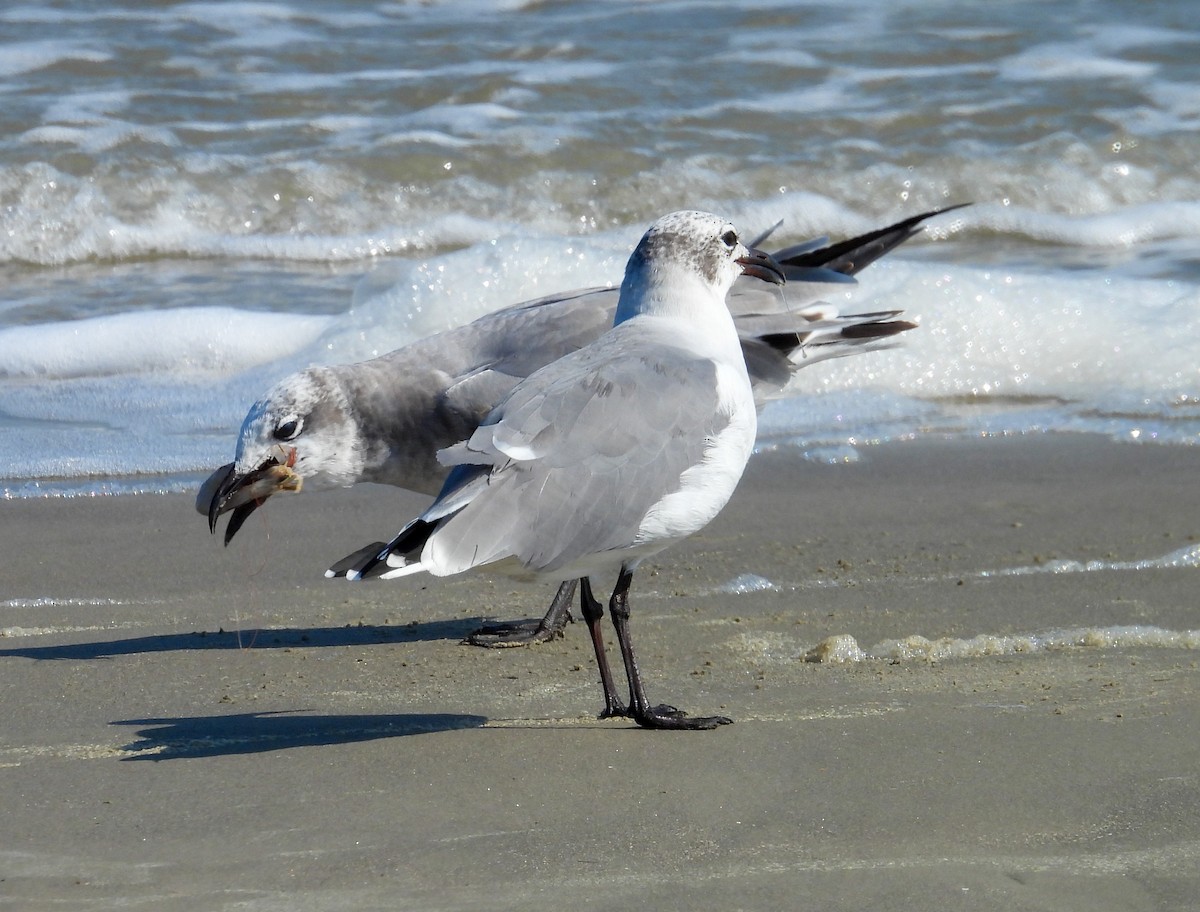 Laughing Gull - ML642830100