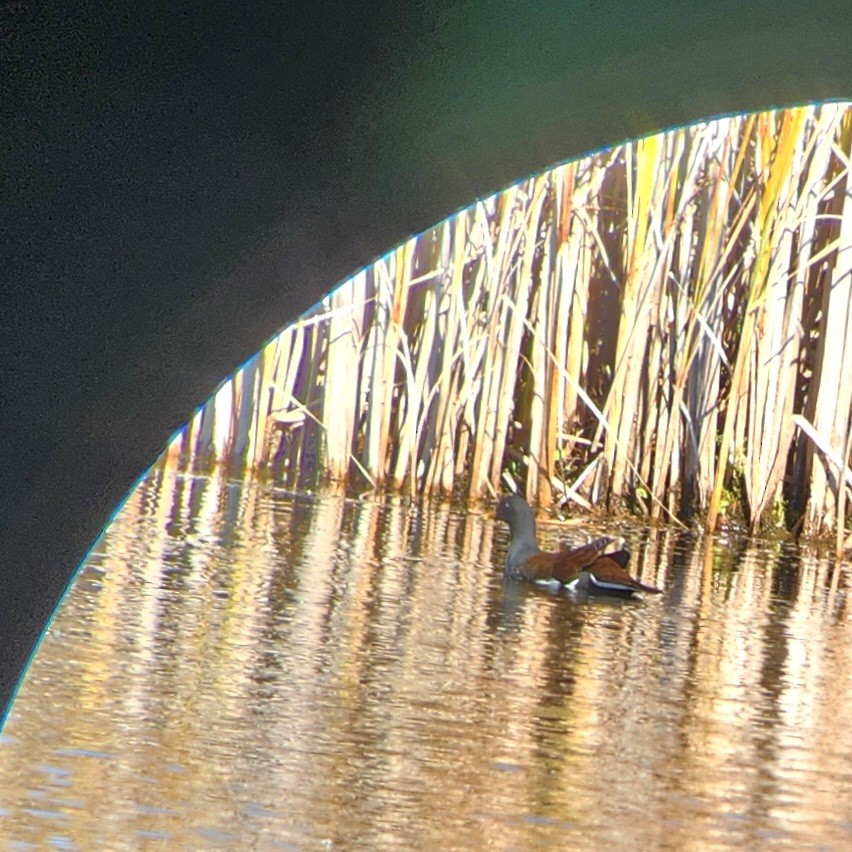 Common Gallinule - ML642830103