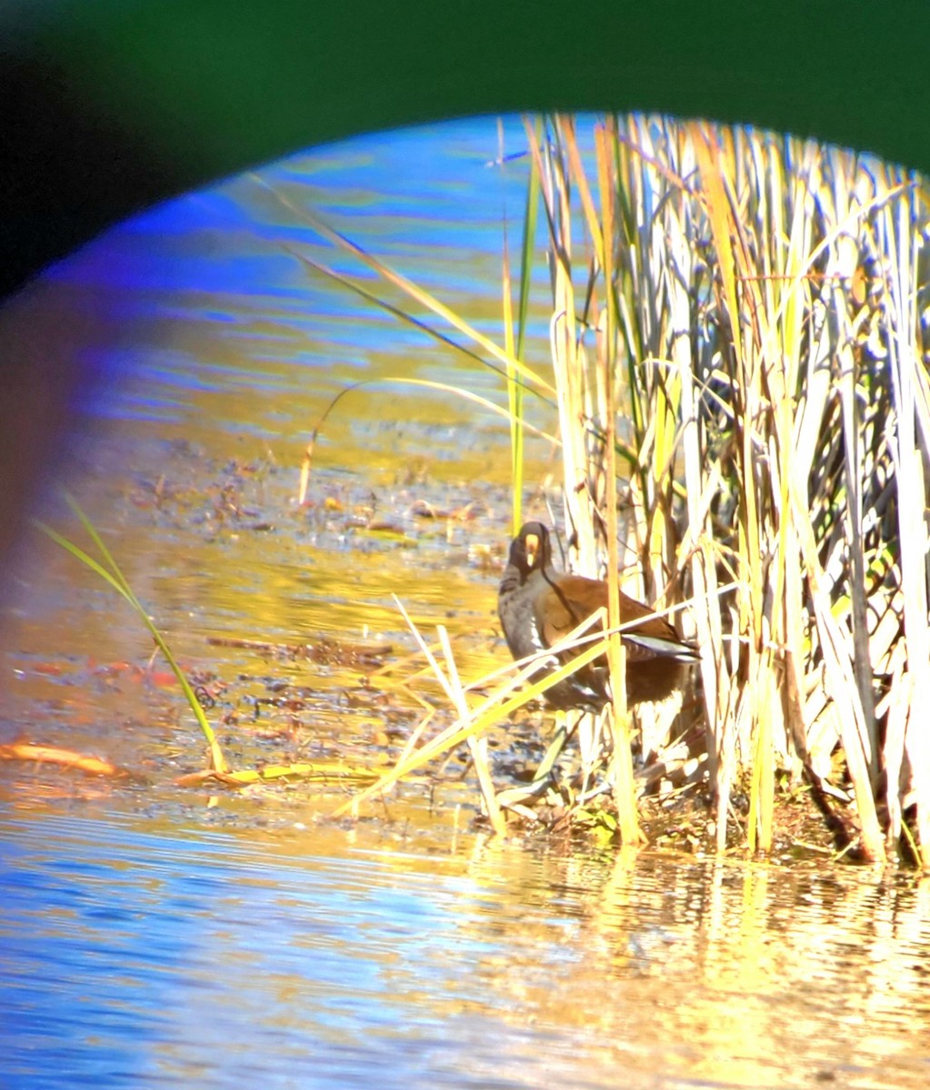 Common Gallinule - ML642830109