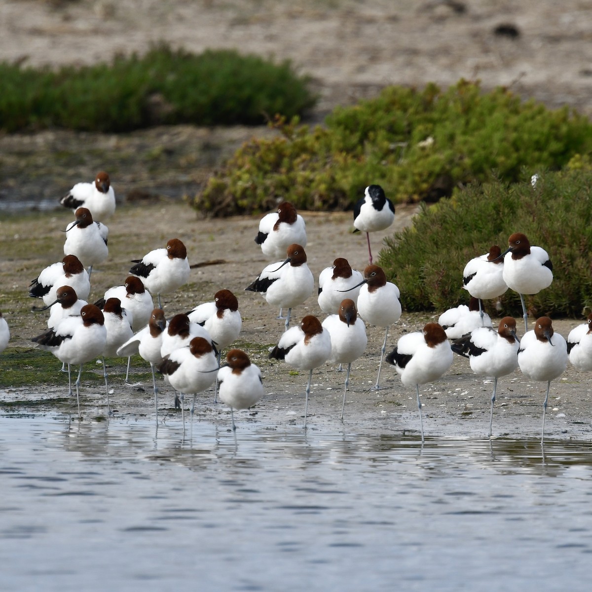 Red-necked Avocet - ML642830111