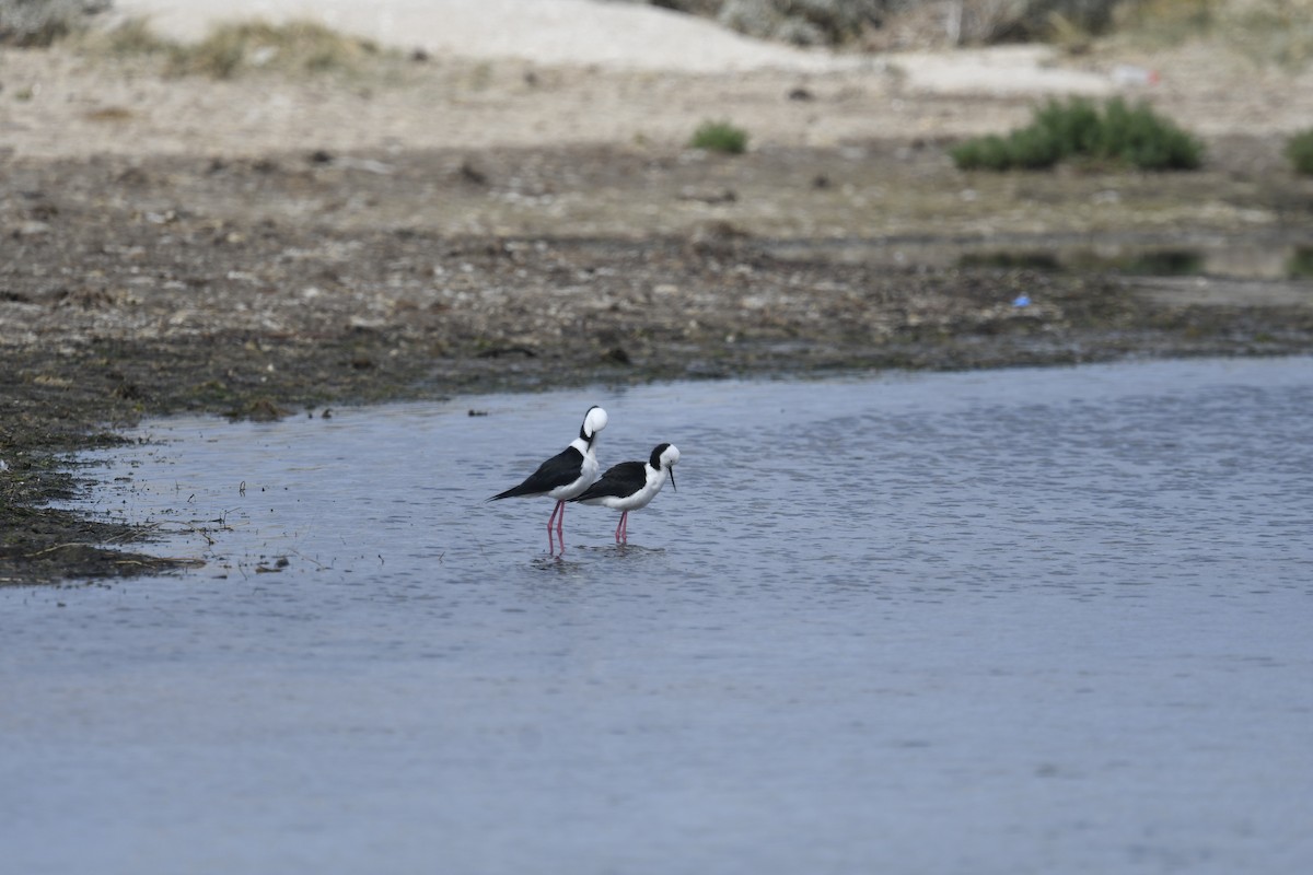 Pied Stilt - ML642830114