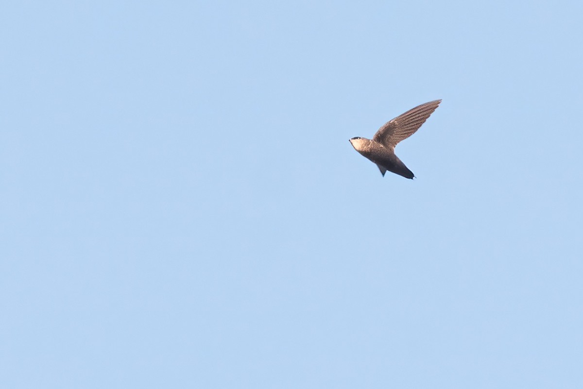 Short-tailed Swift - ML642830117