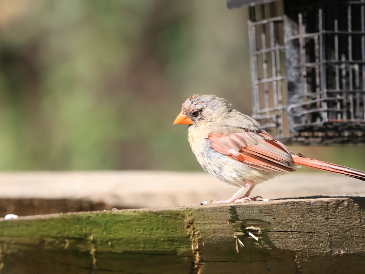 Northern Cardinal - ML642830118