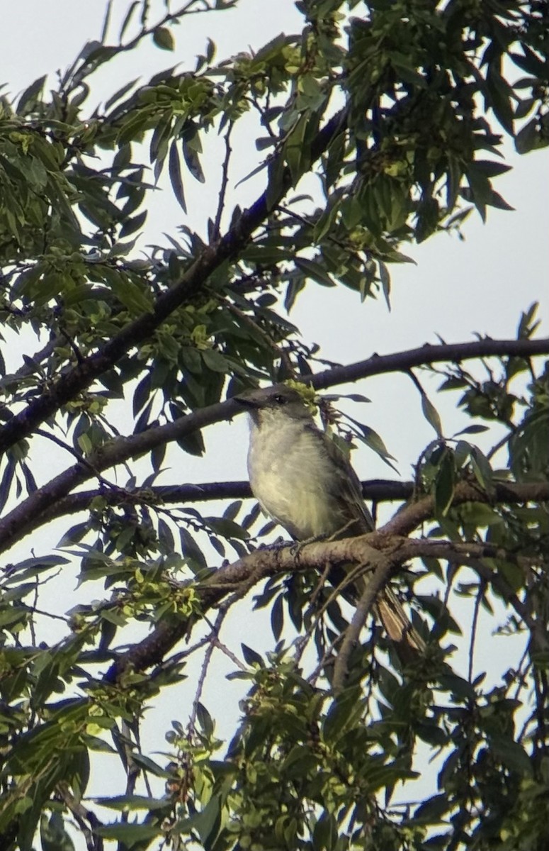 Ash-throated Flycatcher - ML642830119