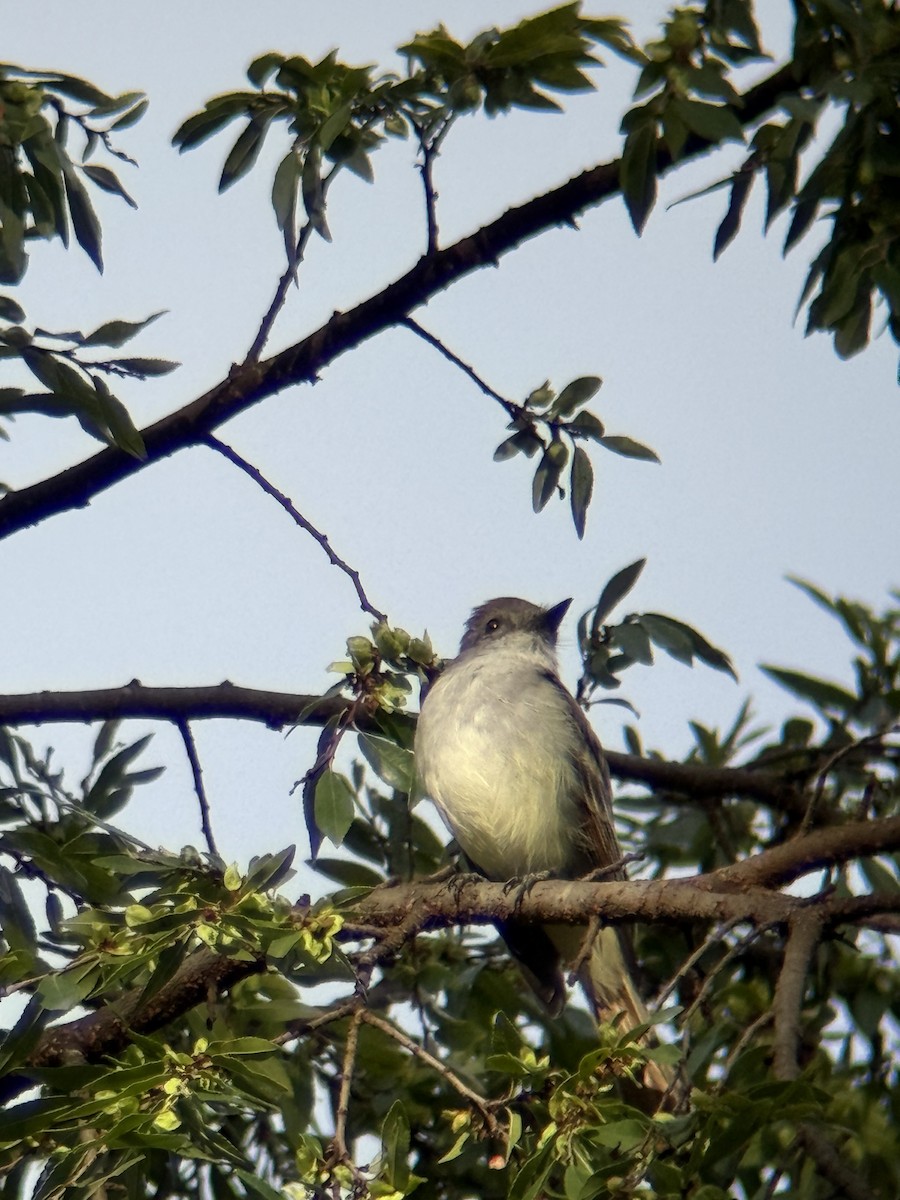 Ash-throated Flycatcher - ML642830120