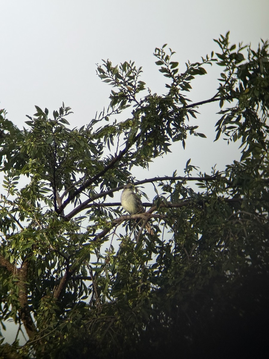 Ash-throated Flycatcher - ML642830121