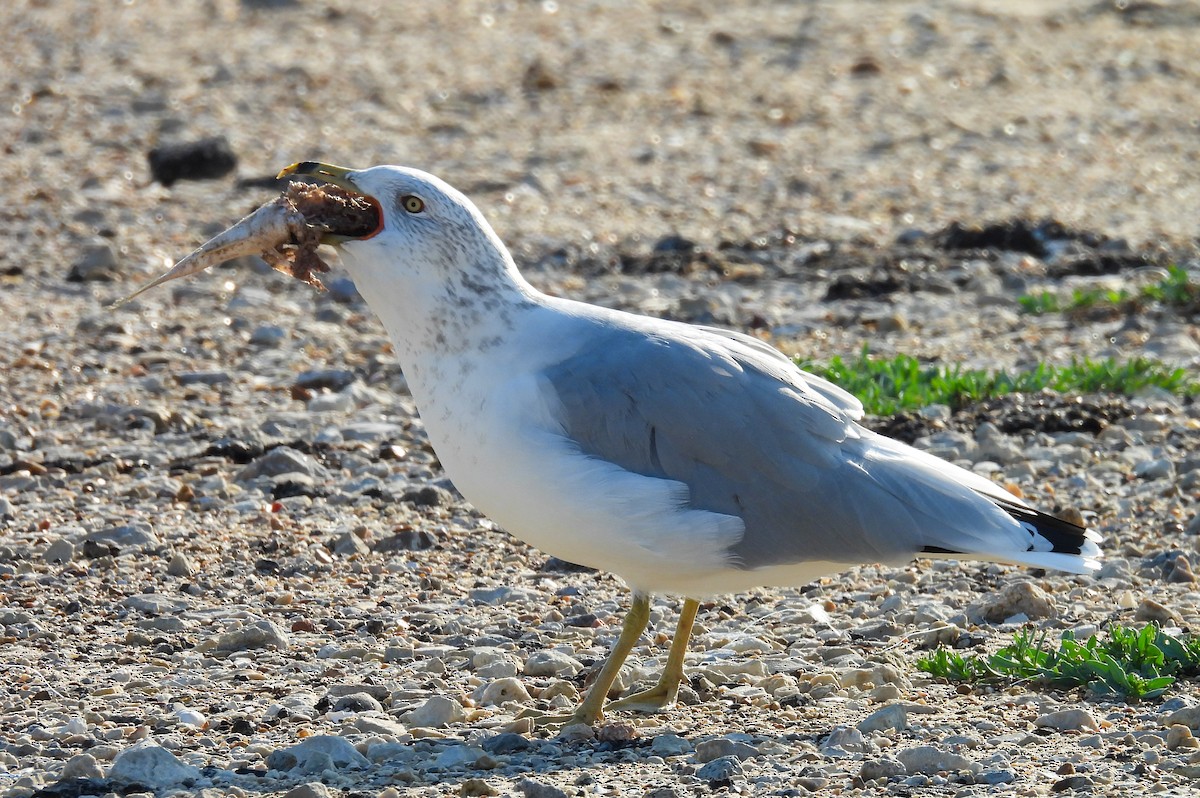 Ring-billed Gull - ML642830129