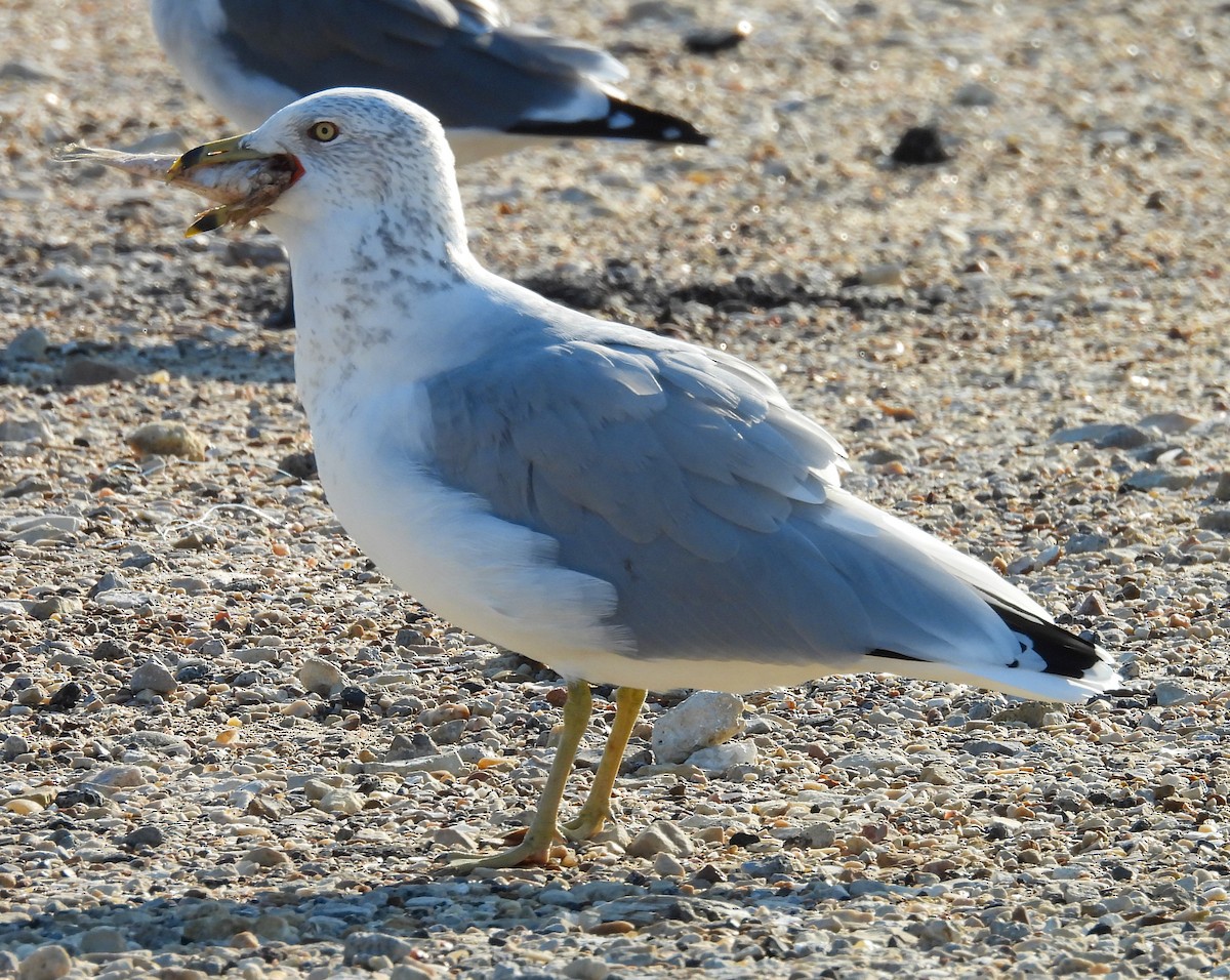Ring-billed Gull - ML642830130