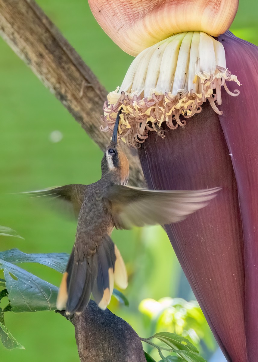Saw-billed Hermit - ML642830134