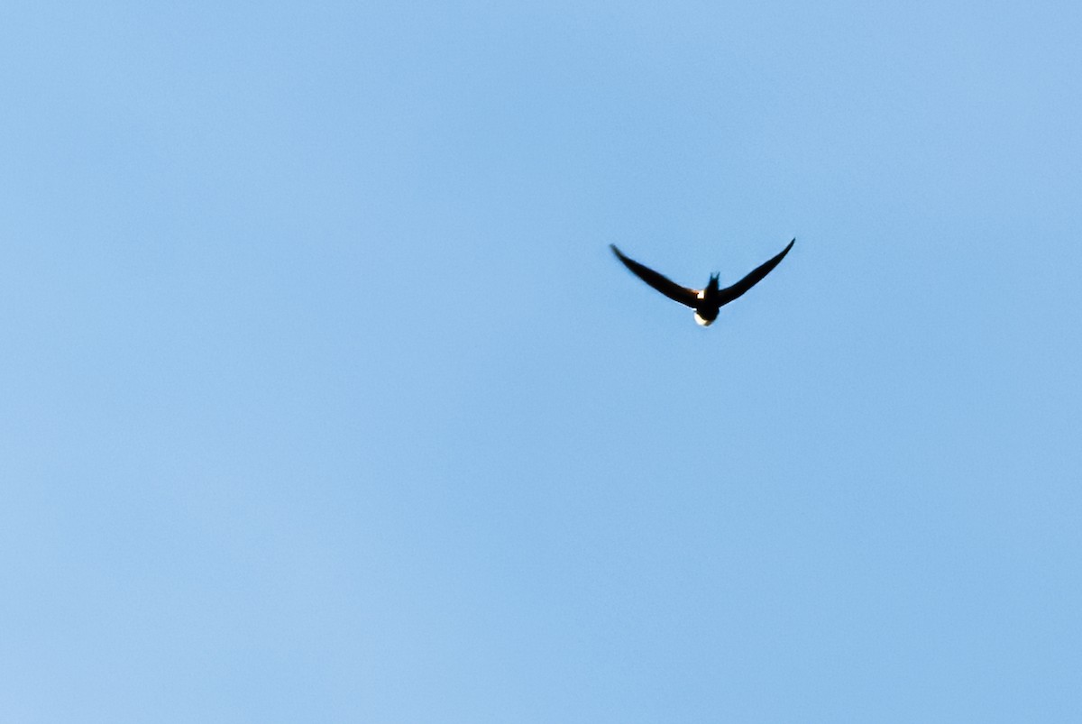 Lesser Swallow-tailed Swift - ML642830137