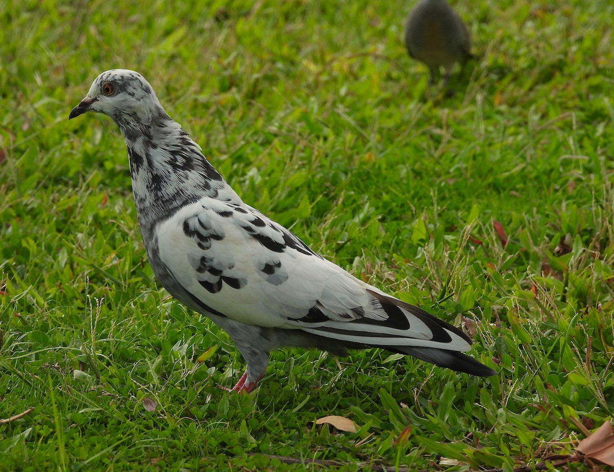 Rock Pigeon (Feral Pigeon) - ML642830138