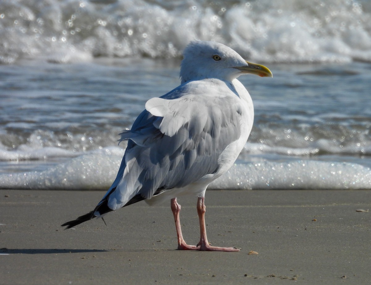 American Herring Gull - ML642830143