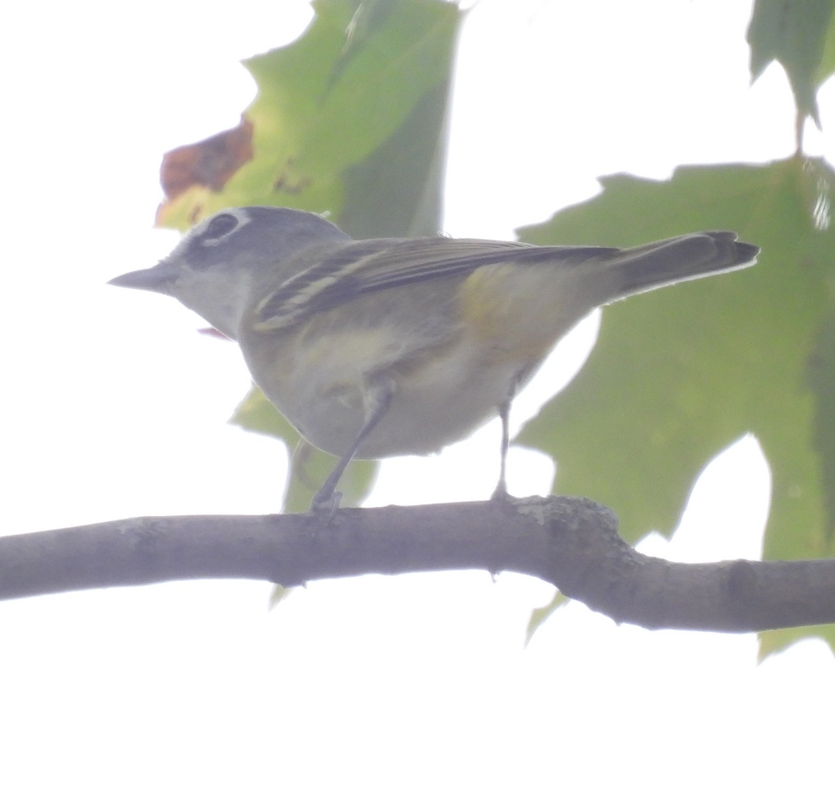 Blue-headed Vireo - ML642830146
