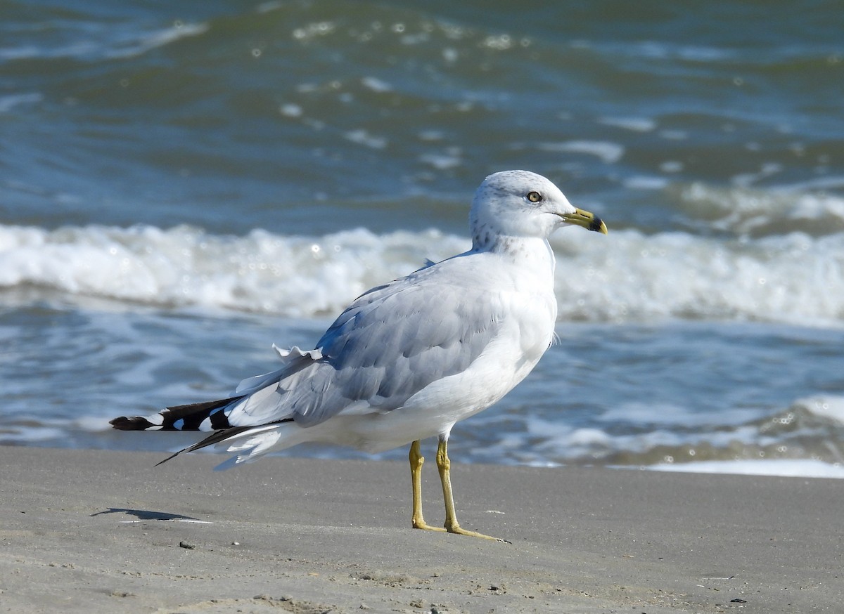 Ring-billed Gull - ML642830148