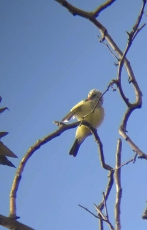 Tyrannus sp. (à ventre jaune) - ML642830161