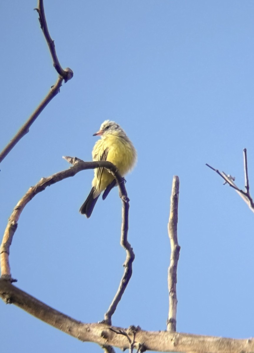 Tyrannus sp. (à ventre jaune) - ML642830162