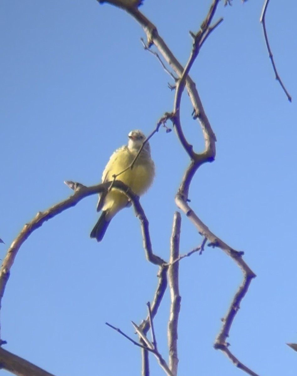 Tyrannus sp. (à ventre jaune) - ML642830163