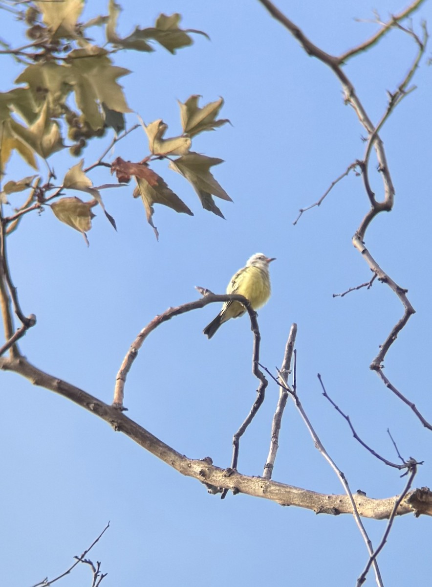 Tyrannus sp. (à ventre jaune) - ML642830167
