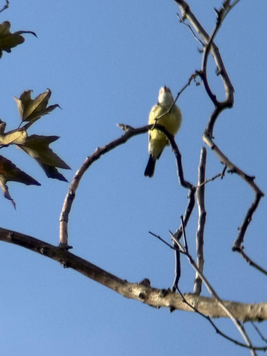 Tyrannus sp. (à ventre jaune) - ML642830168