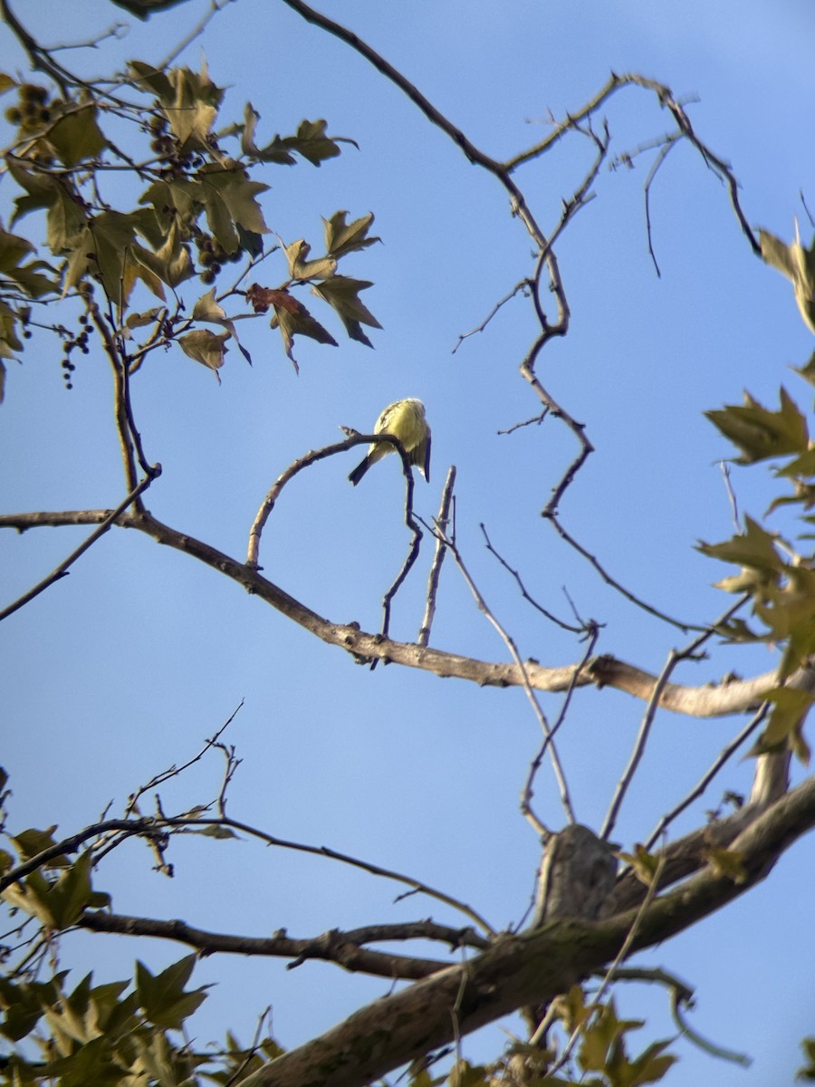 Tyrannus sp. (à ventre jaune) - ML642830171