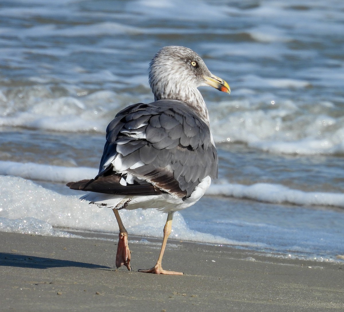 Lesser Black-backed Gull - ML642830180