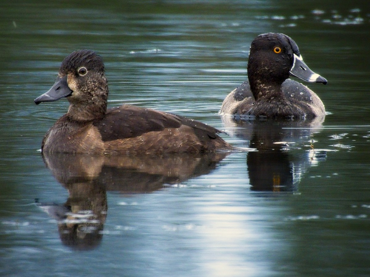 Ring-necked Duck - ML642830188