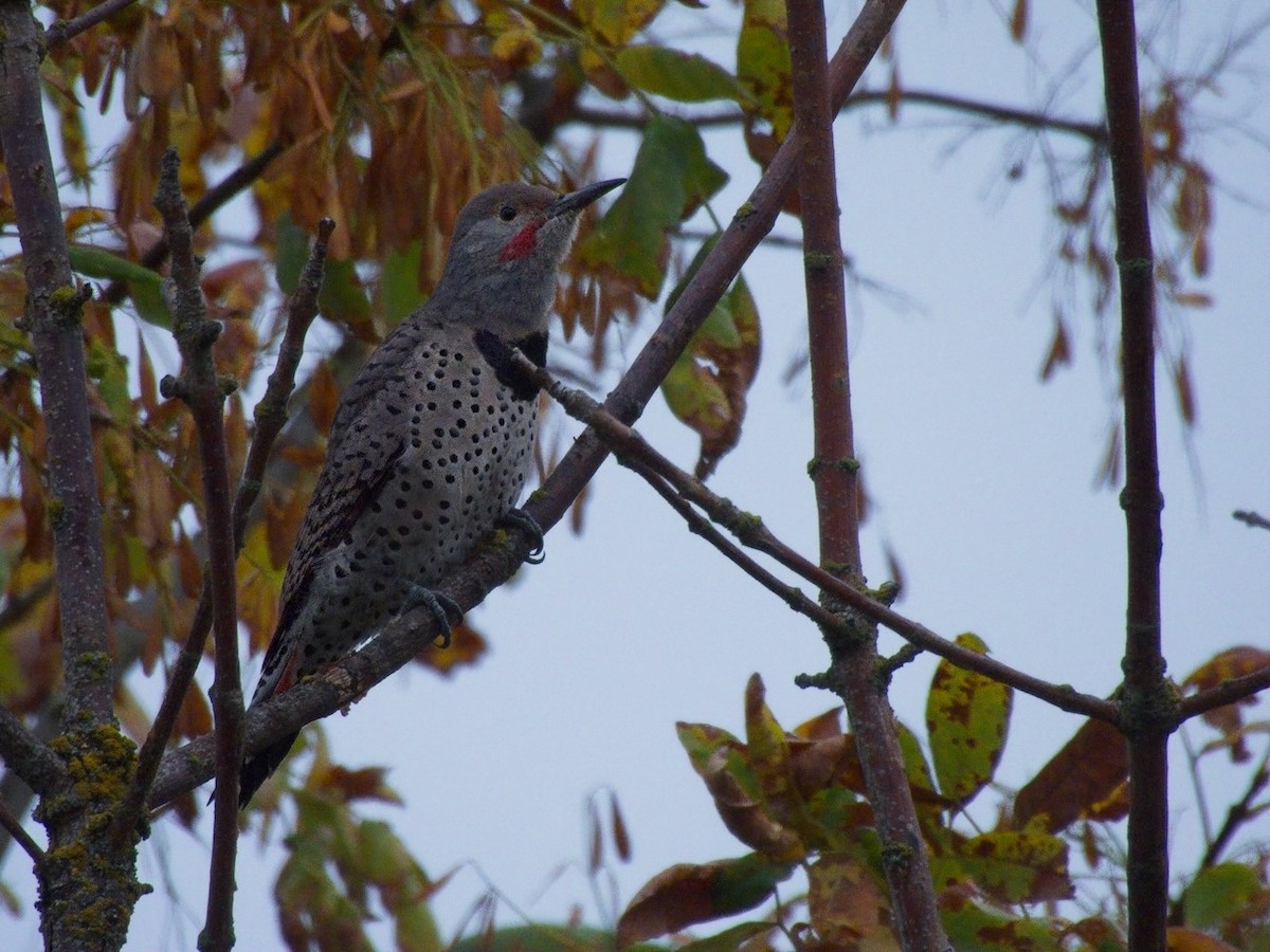 Northern Flicker - ML642830195